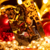 XQ Forty Nine Cards by Magic Encarta