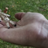 HOODOO - Haunted Voodoo Doll (Gimmicks and Online Instructions) by iNFiNiTi and Mark Traversoni - Trick