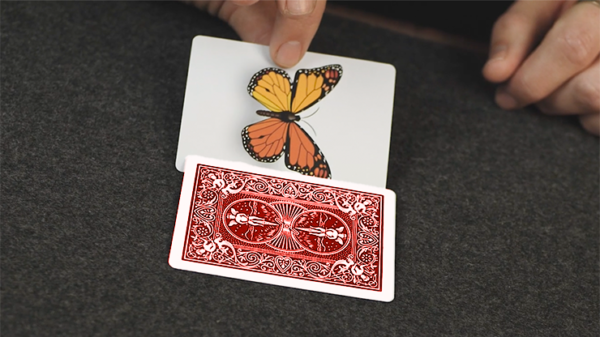 77622-alt4 Caterfly (Red) by My Magical Project