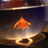 78391-alt3 Fishbowl Production by Murphy's Magic