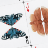 MOTHS (Stripe Edition) by Matthew Palladino